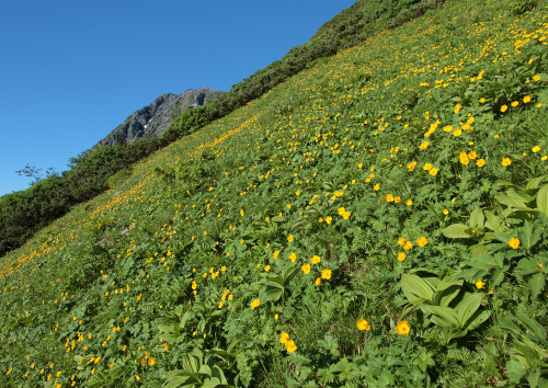 http://koyu.ehime-u.jp/koyu/column/img/S1.jpg